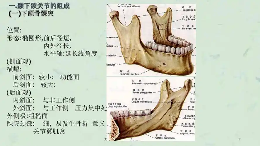 关于颞下颌关节解剖生理的若干争议课件