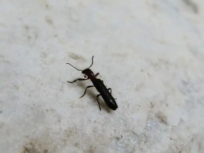 浑身长毛的郭公虫