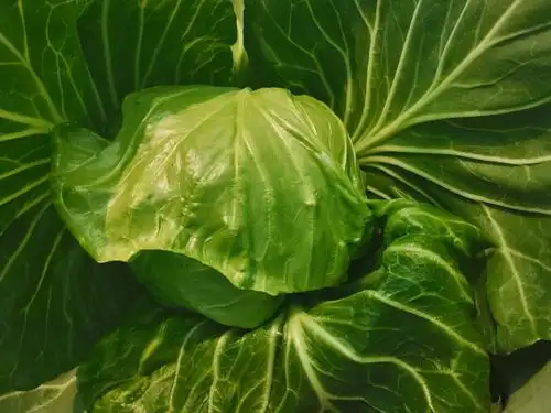 精品绿甘蓝12公斤个头均匀产地直供诚信经营