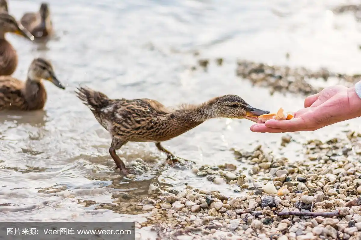 可爱的动物饲养.