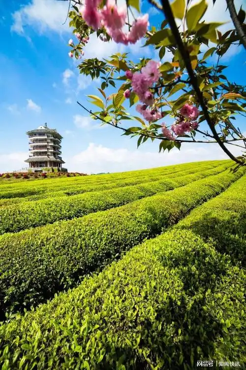 湄潭文旅推荐官杨武(弎嘉贰)邀请您到中国茶海来看村歌赛|民宿|茶文化