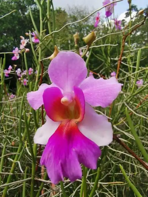 新加坡国花卓锦.万代兰