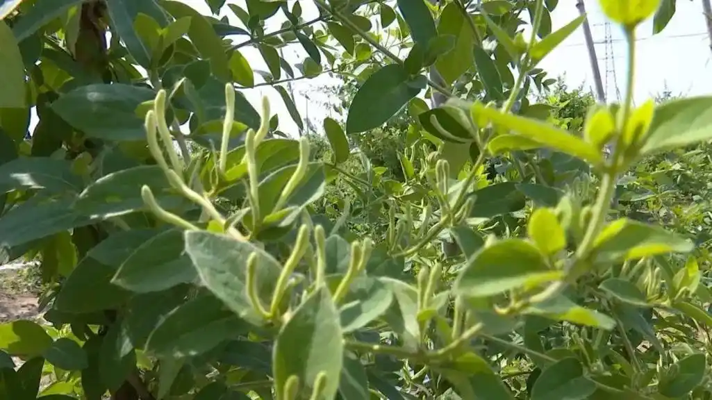 种花人李有志:陌上金银花 结出致富果.在阜南县森林中药材种植 - 抖音
