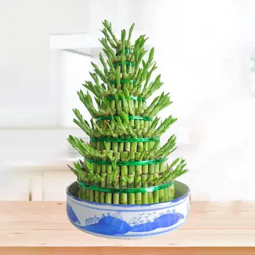 盆栽竹节节节高绿植客厅水培植物办公办公室室内绿植