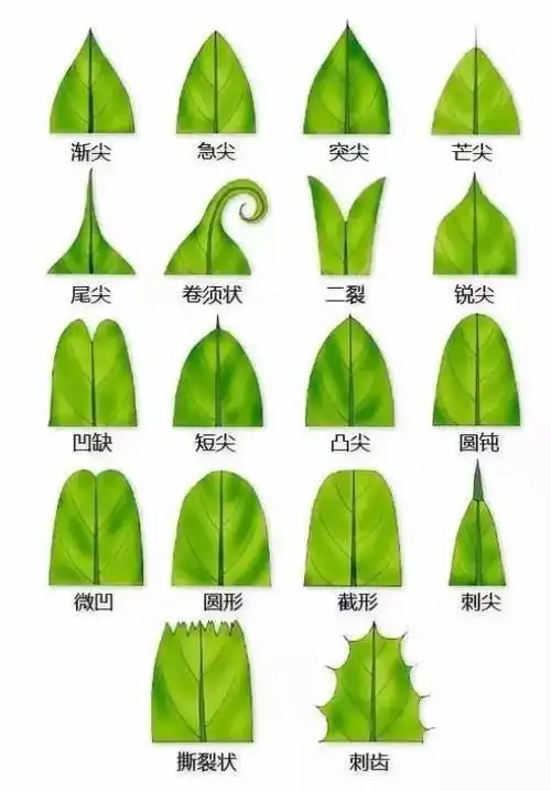 最全的植物形态图解