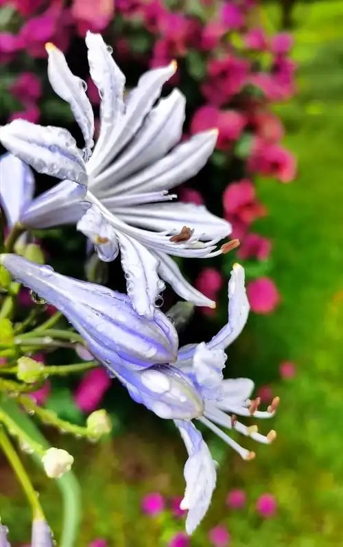 花卉一百种:一百幅