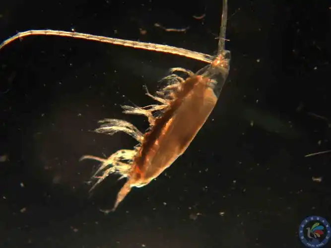 rhincalanus gigas cv 2137c0001mbm138849