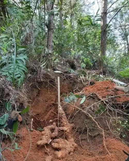 茯苓长在松树下,抱着松树根生长,所以获得了松树的收敛之气.