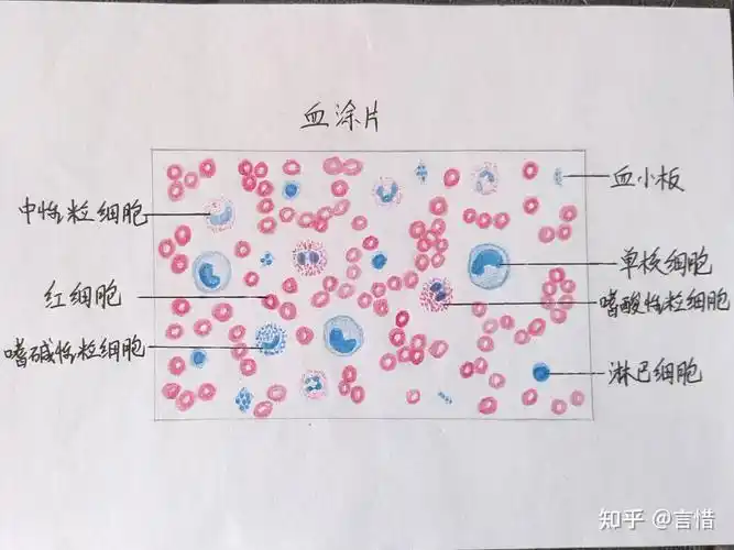 组胚红蓝铅笔绘图 - 知乎