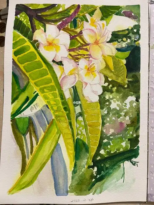 水彩临摹鸡蛋花