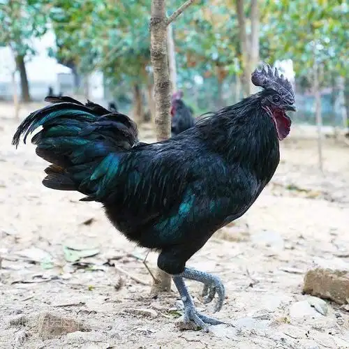 五黑鸡孵化启动