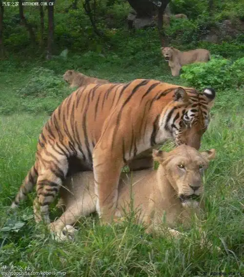老虎和狮子, 到底谁更厉害?