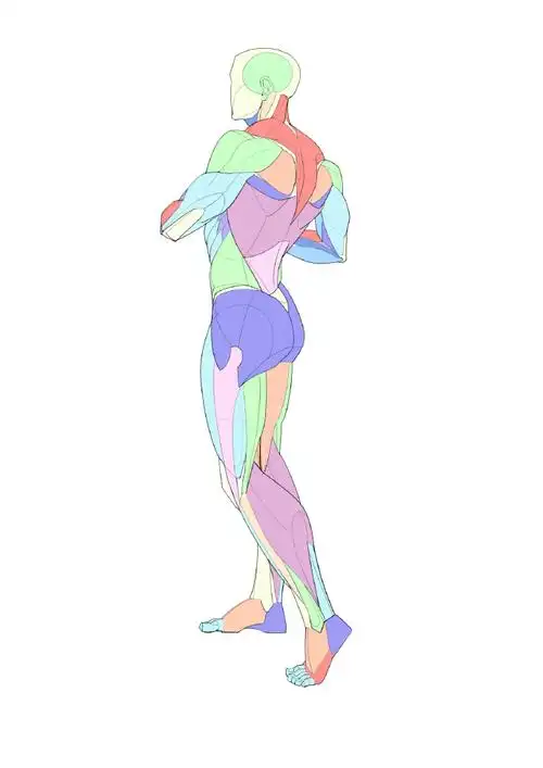 肌肉结构示范素材  大木画画绘画课堂超话#人体结构##速写