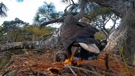 雄鹰负责抓鱼,母鹰负责喂食