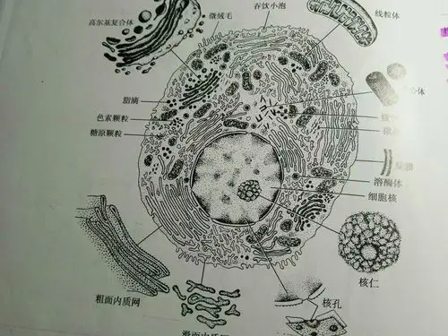 有的话,能说明一下吗?没有的话,能附张有核糖体的图吗?谢谢!
