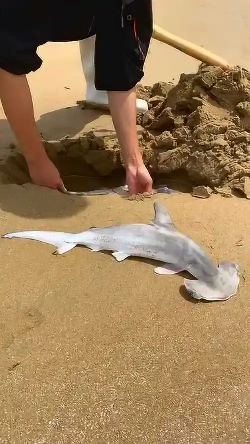 搁浅的锤头鲨