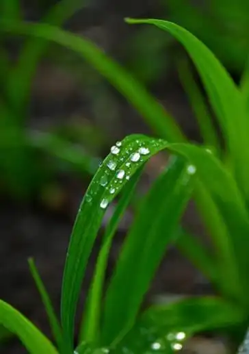 绿色叶子露珠唯美图片,清晨的露珠真实图片