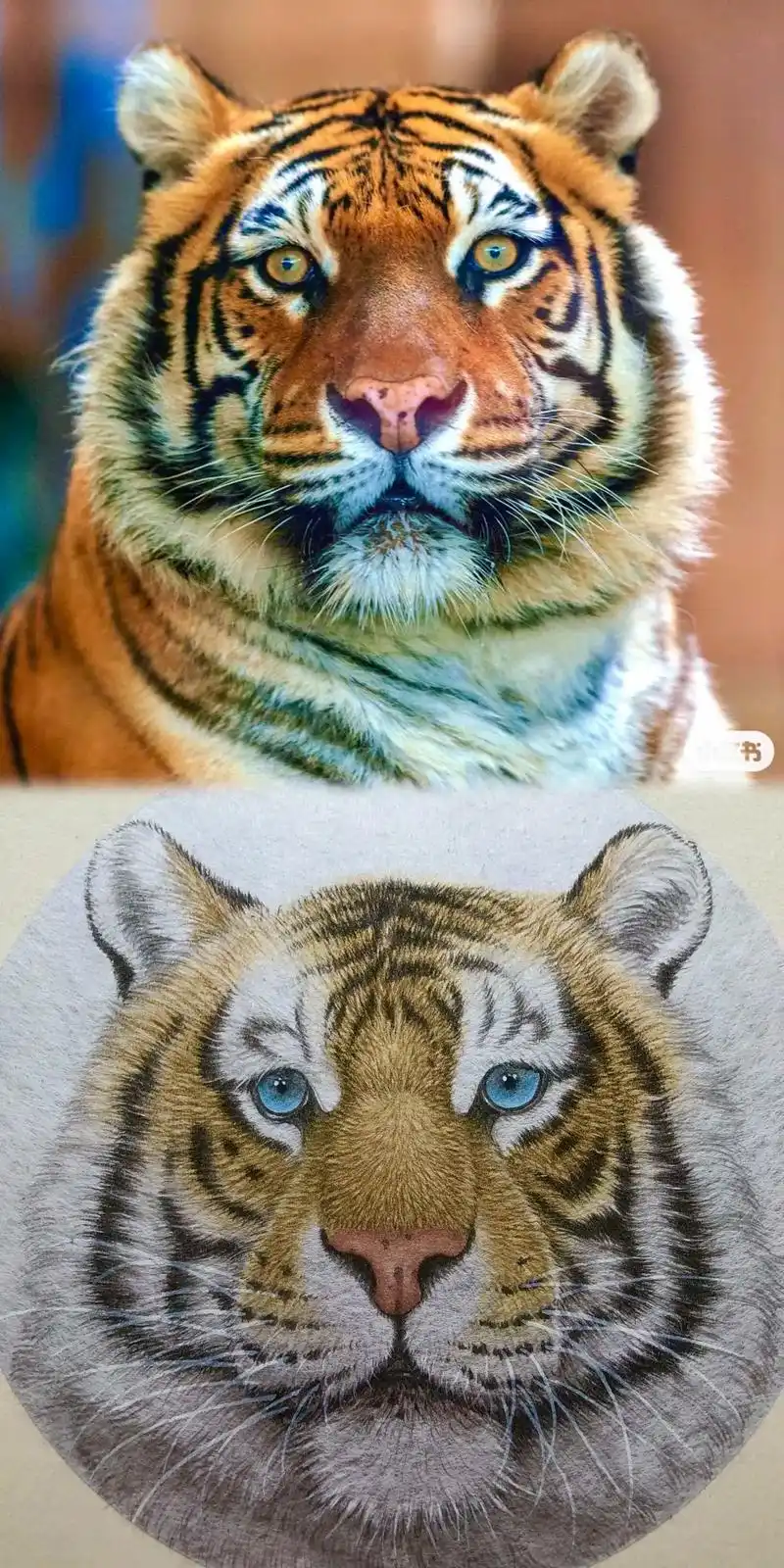 一幅巴掌大的大虎头#一起学画画 #国画教程 #因为热爱所以坚 - 抖音