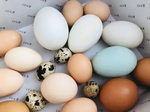 奇妙的蛋