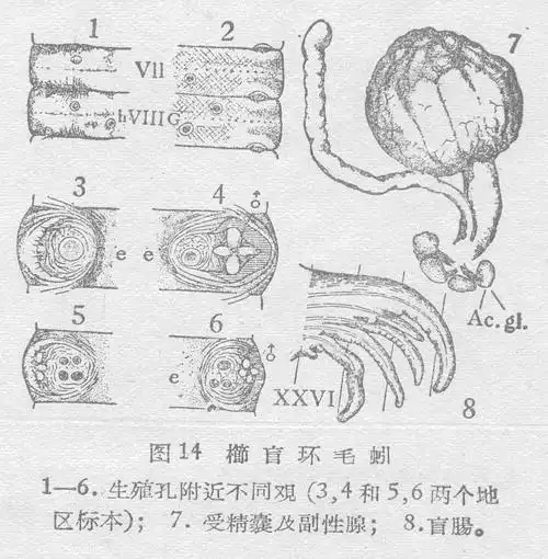 栉盲环毛蚓词条图册_百度百科