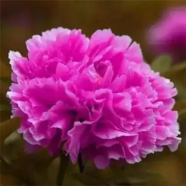 最好看的牡丹花头像图片,吉祥招财好看的牡丹花头像大全_风景静物