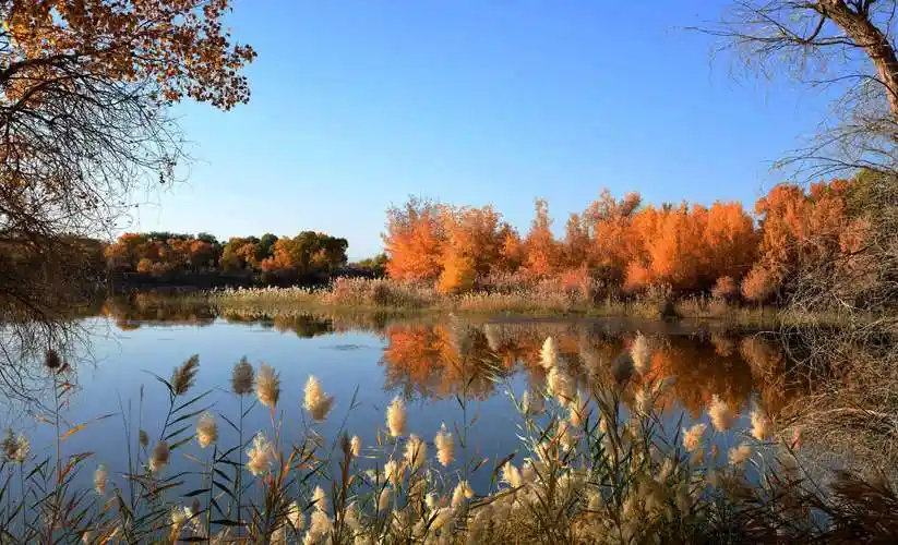 新疆游五,巴楚胡杨林旖旎风光