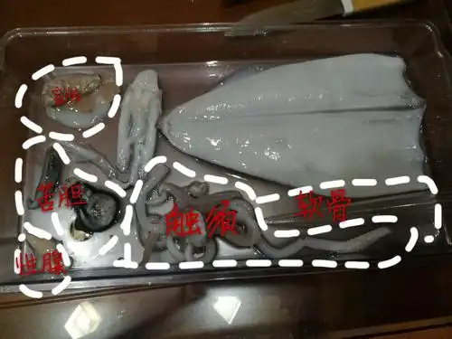 今天的center——鱿鱼