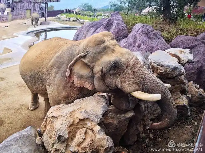 青岛森林野生动物园掠影