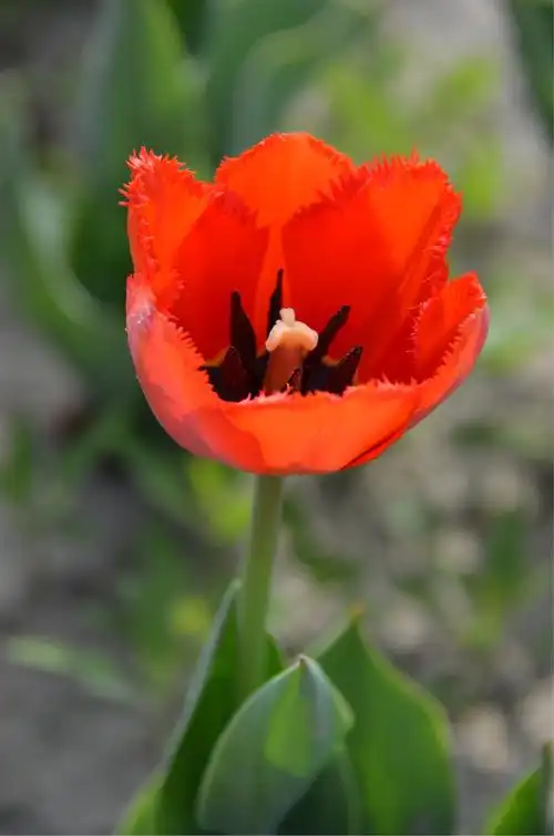 【羽毛郁金香】:情意绵绵.