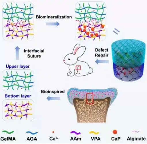 示意图显示了 ecm 启发的双层水凝胶修复骨软骨缺损.