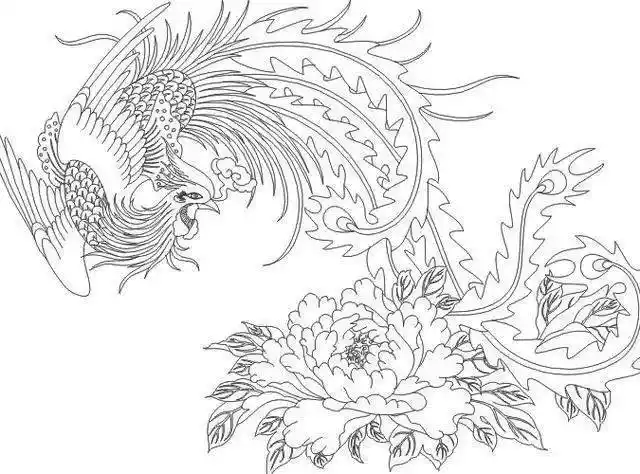 【黑白线稿】高清凤凰白描线稿,赶快收藏