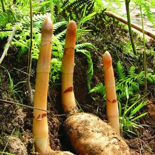 山东菏泽金秋鼎盛菌业-山东食用菌