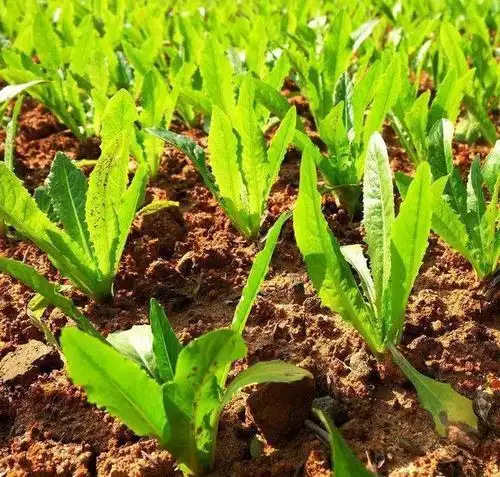 莴苣的栽培技术(莴苣高产栽培技术)-畜牧养殖_【三农电视网】农村养殖