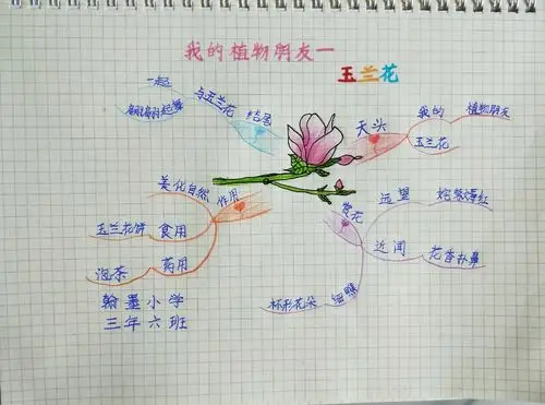 导图之《我的植物朋友》