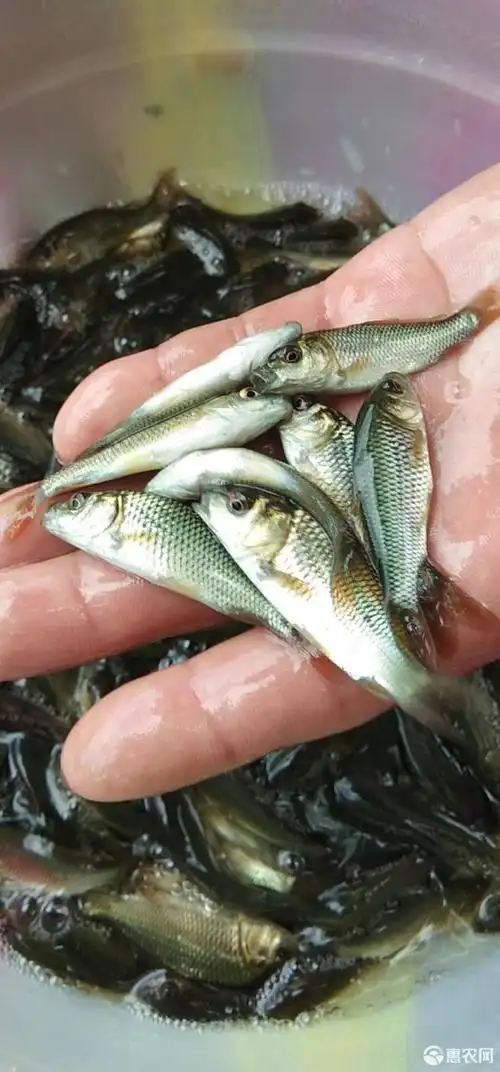 鲤鱼苗精品鲤鱼苗基地直供