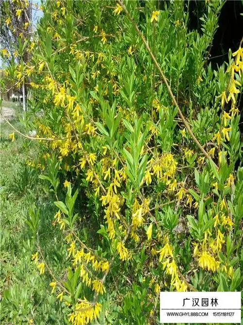 黄金条子是什么树
