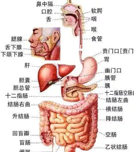 各器官系统都有与外界相通的孔道,以进行新陈代谢和繁殖机能.