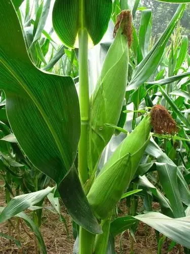 同样,玉米也是一种美丽的植物.