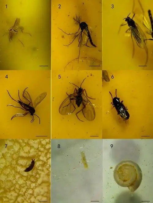 摇蚊(♂); 3. 摇蚊(♀); 4,5. 两种眼蕈蚊;6. 隐翅虫;7,8.