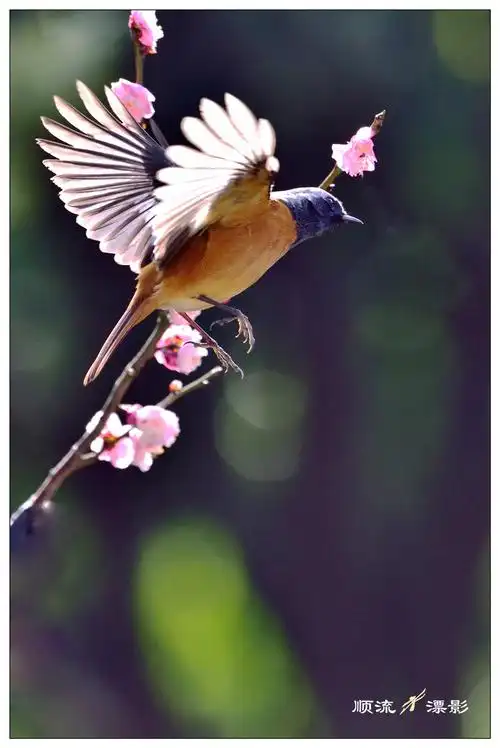 【花鸟喜迎春摄影图片】生态摄影_太平洋电脑网摄影部落