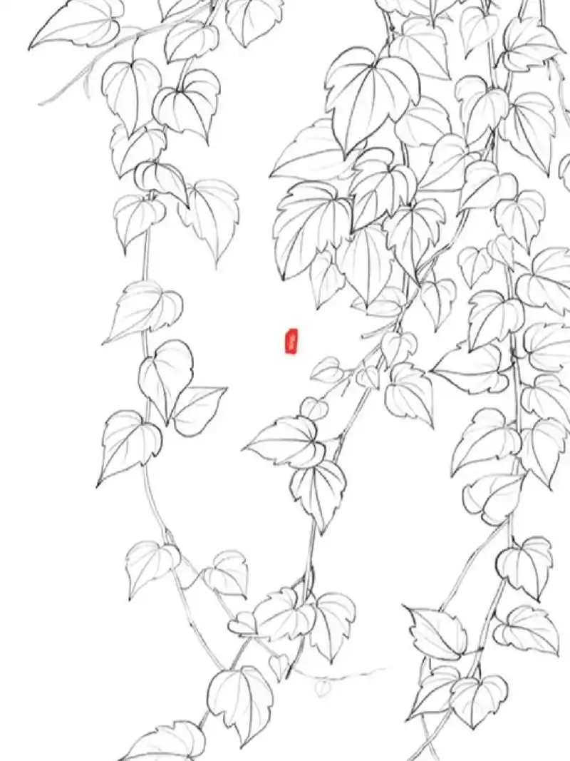线描 植物插画 古风花卉 爬山虎 秋叶 植物线描