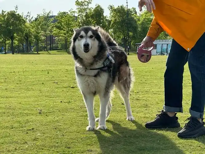 阿拉斯加怎么可以不拉车车???