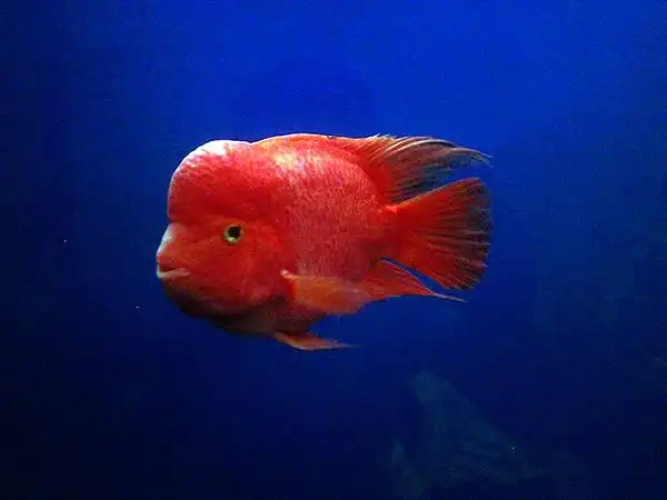 如何培养鹦鹉鱼金刚鹦鹉鱼的两大养殖技巧介绍