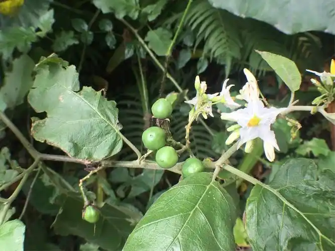 茄科的水茄(黄果茄)
