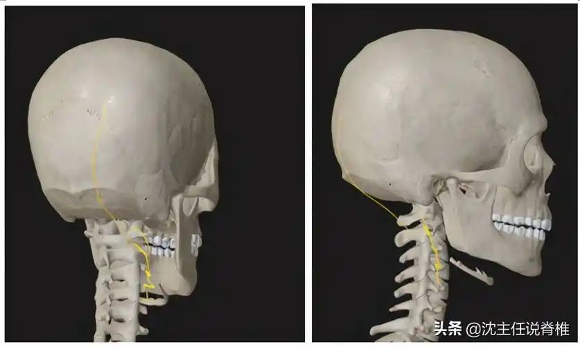 后脑勺疼痛后脑勺疼痛如何自我缓解