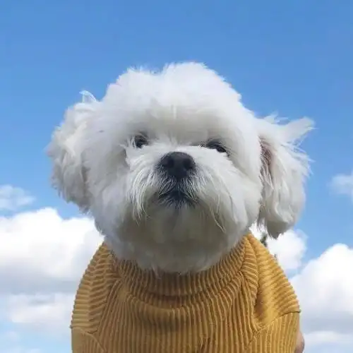 比熊狗狗_好看的微信头像图片_扣扣居