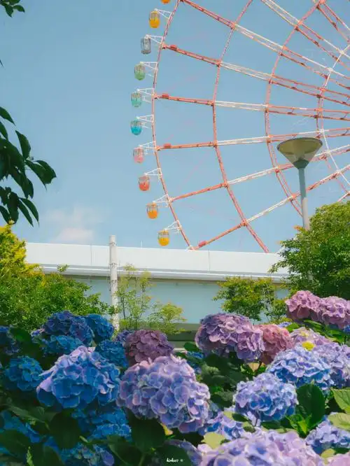 东京台场浪漫七彩摩天轮紫阳花x无尽夏