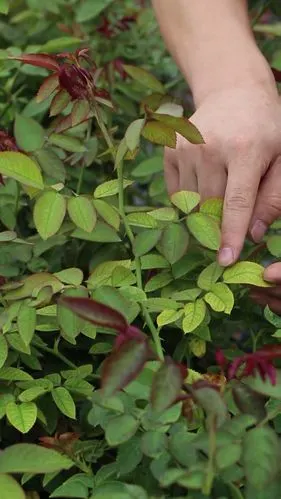 缺素】月季缺铁的叶片表现 天狼月季的.