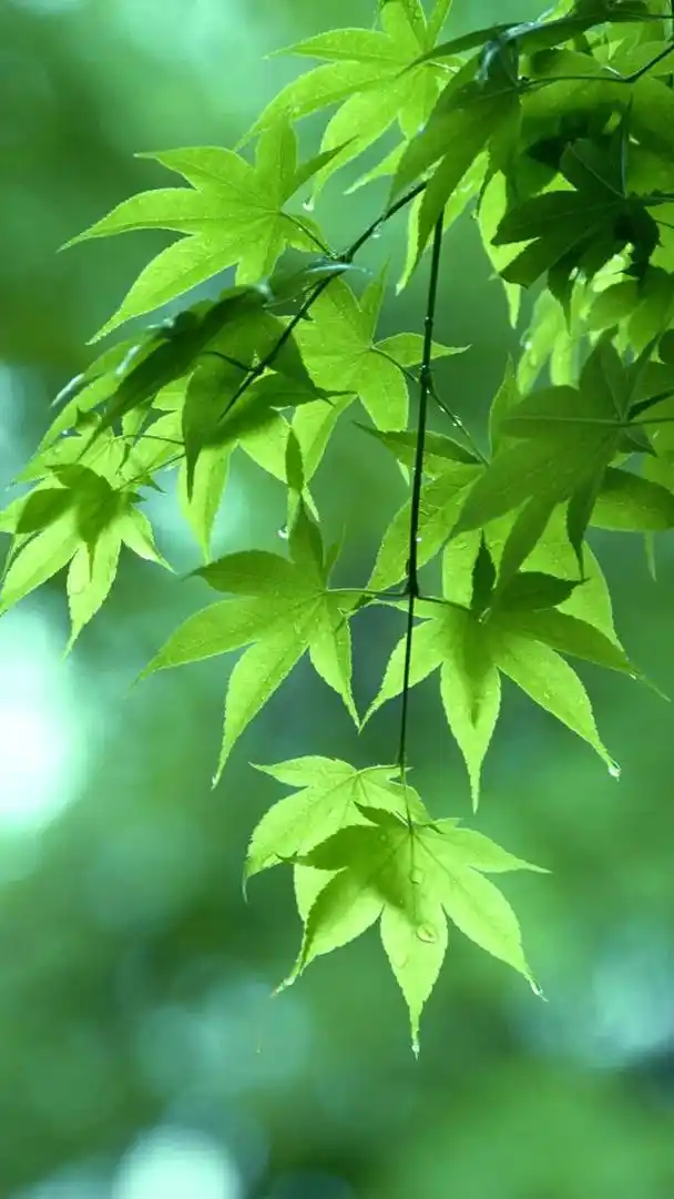 非常养眼的绿色系壁纸,呵护你的眼睛