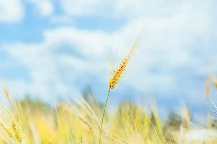 金黄色的麦穗1280x800分辨率下载,金黄色的麦穗,图片,壁纸,摄影-桌酷